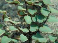 Pellaea calomelanos 