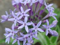 Pentanisia prunelloides