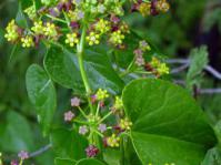 Pentarrhinum insipidum 
