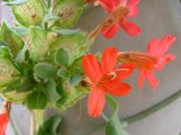 Petalidium coccineum in conseravtory at Kirstenbosch