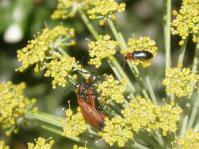 Flowers attract insects