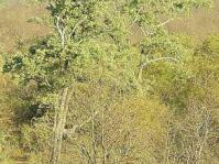 Philenoptera violacea tree