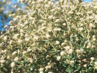 Phylica buxifolia