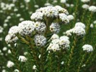 Phylica ericoides