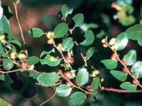 Phyllanthus reticulatus foliage