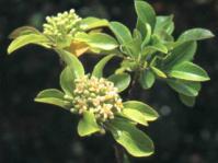 Pittosporum viridiflorum
