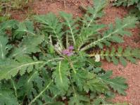 Platycarpha glomerata