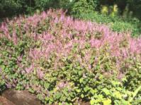 Beds of Plectranthus fruticosus 'James'