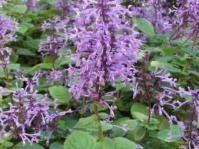 Plectranthus ambiguus
