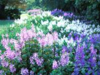 All three forms of Plectranthus ecklonii