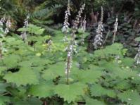 Coleus grandidentatus