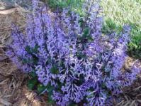 Plectranthus 'Mona Lavender'