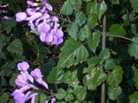 Plectranthus saccatus