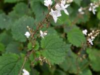Plant in flower
