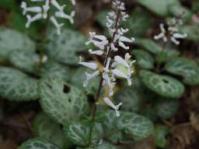 In flower