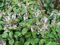 PLectranthus ciliatus