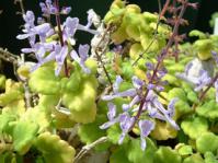 Plectranthus ernstii