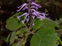 Plectranthus reflexus 