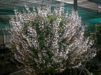 Great in a hanging basket