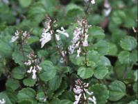 Plectranthus verticillatus groundcover
