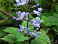 Plant in flower