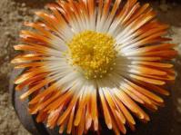 Pleiospilos nelii