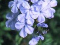Plumbago auriculata