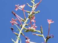 Plumbago wissii flowers