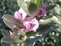 Podalyria sericea