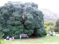 Large tree at Kirstenbosch