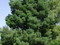 Podocarpus falcatus