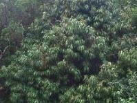 20 years old specimen in Kirstenbosch NBG