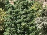 Podocarpus latifolius