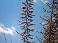 Herringbone grass
