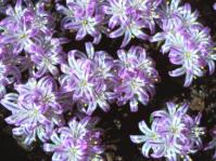 Lachenalia corymbosa