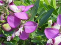 Polygala myrtifolia