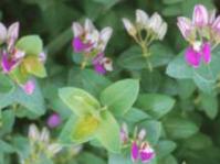 P.fruticosa 'Southern Shores'