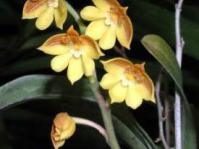 Polystachya pubescens
