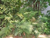 Polystichum pungens