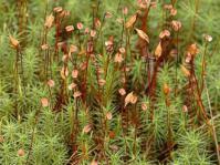 Polytrichum commune habit © J. K. Lindsey