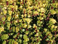 Portulacaria afra 'Aurea'