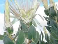 Protea aurea subsp. potbergensis 