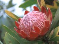 Protea caffra