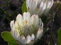 Protea compacta