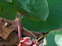 Leaves and flowers: Photo Amida Johns