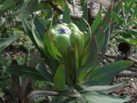 Protea coronata flower head
