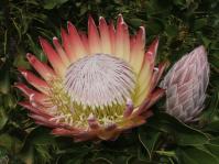 Protea cynaroides 