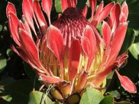 Protea eximia flower head