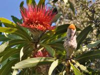 Protea laetans flowerhead and bud