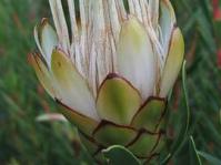 Protea lanceolata flower head